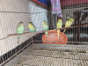 Budgerigar